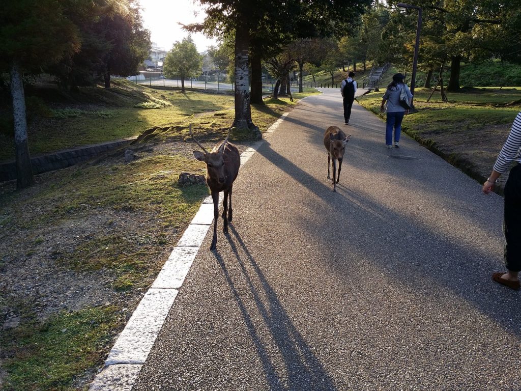 ciervos de Nara
